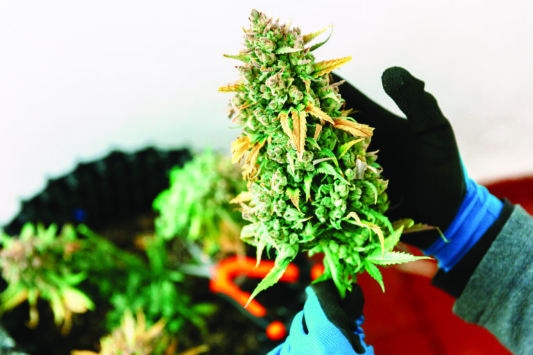 Up Your home grow game