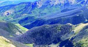 Learning to live with beetles