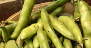 Afghani fare in Boulder, tamales to go, Belgian cookies and grilled favas (no Chianti)