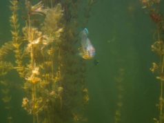 Eurasian watermilfoil fragment found in Boulder Reservoir