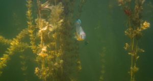 Eurasian watermilfoil fragment found in Boulder Reservoir