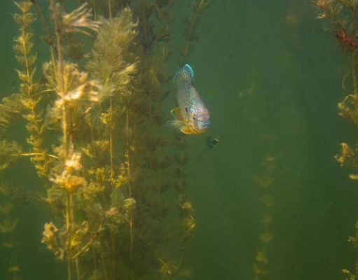 Eurasian watermilfoil fragment found in Boulder Reservoir