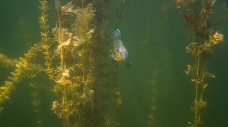 Eurasian watermilfoil fragment found in Boulder Reservoir