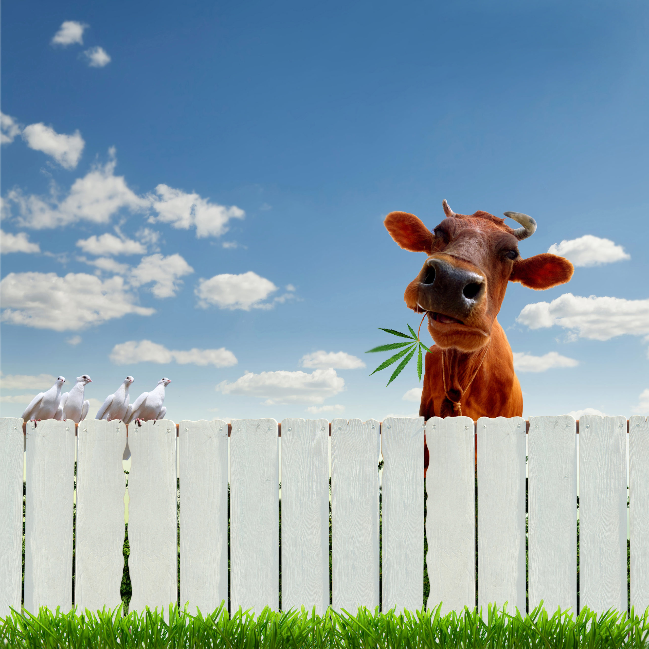 Calming cows
