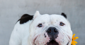 Critter Classifieds: Oct. 20, 2022