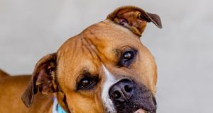 Critter Classifieds: Oct. 27, 2022