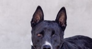 Critter Classifieds: Nov. 24, 2022