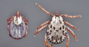 Citizen science-led study finds ticks expanding into new terrain in Colorado