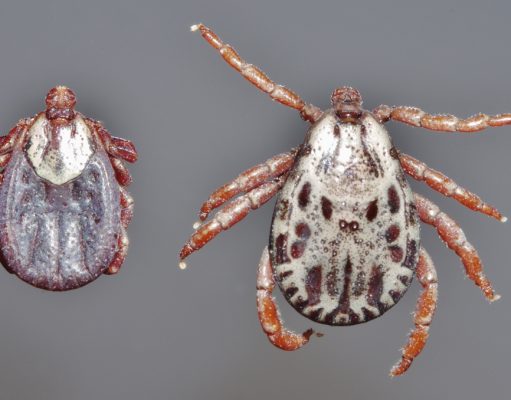 Citizen science-led study finds ticks expanding into new terrain in Colorado