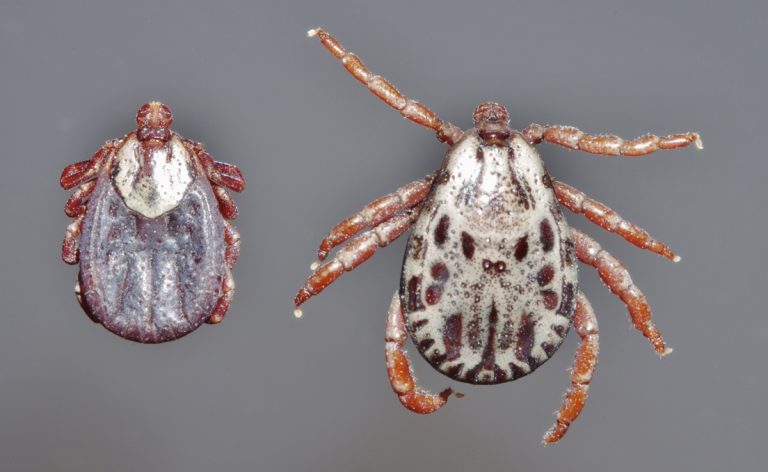 Citizen science-led study finds ticks expanding into new terrain in Colorado