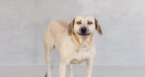 Critter Classifieds: Nov. 10, 2022