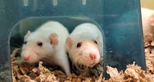 Critter Classifieds: Nov. 03, 2022