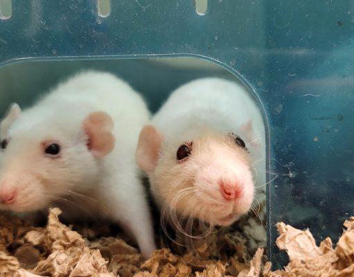 Critter Classifieds: Nov. 03, 2022