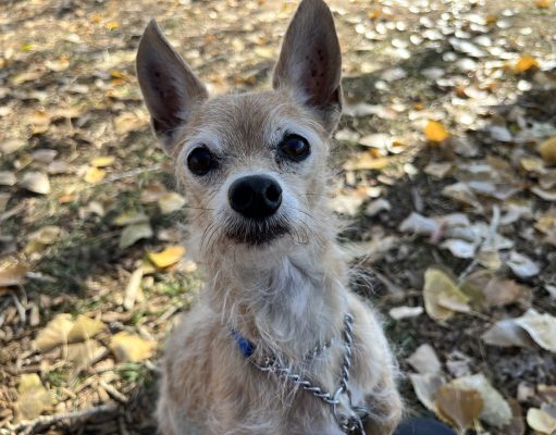 Critter Classifieds