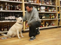 Work like a dog (or cat)