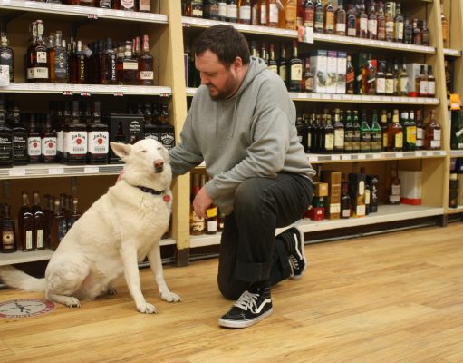 Work like a dog (or cat)