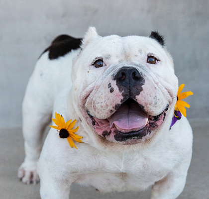 Critter Classifieds: Dec. 1, 2022