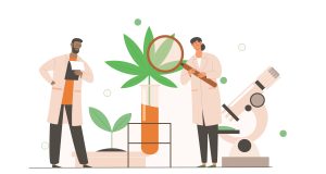 Students of cannabis