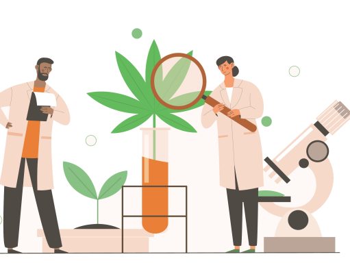 Students of cannabis