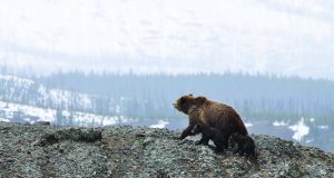 Wildlife watching has been getting a free ride