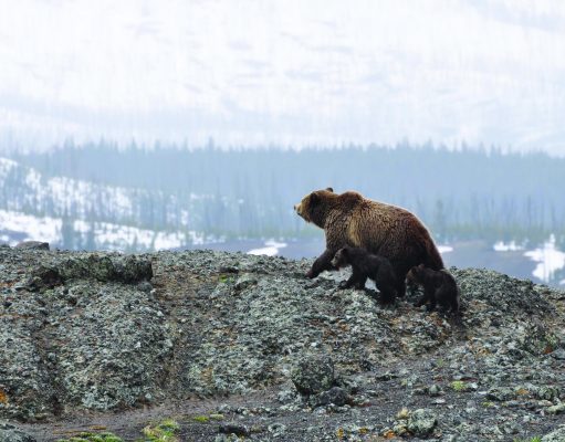 Wildlife watching has been getting a free ride