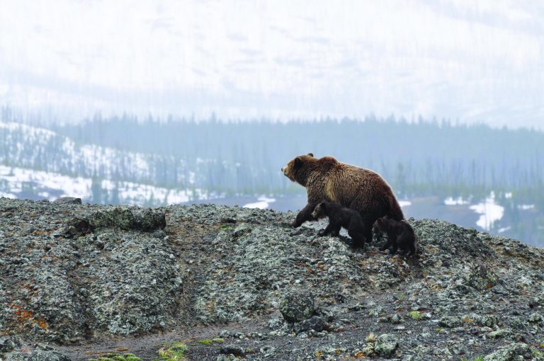 Wildlife watching has been getting a free ride