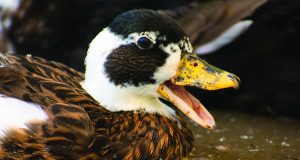 Critter Classifieds: Jan. 5, 2023