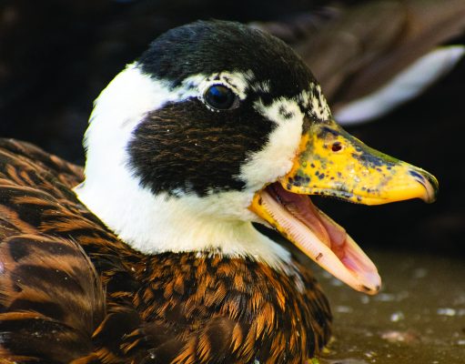 Critter Classifieds: Jan. 5, 2023