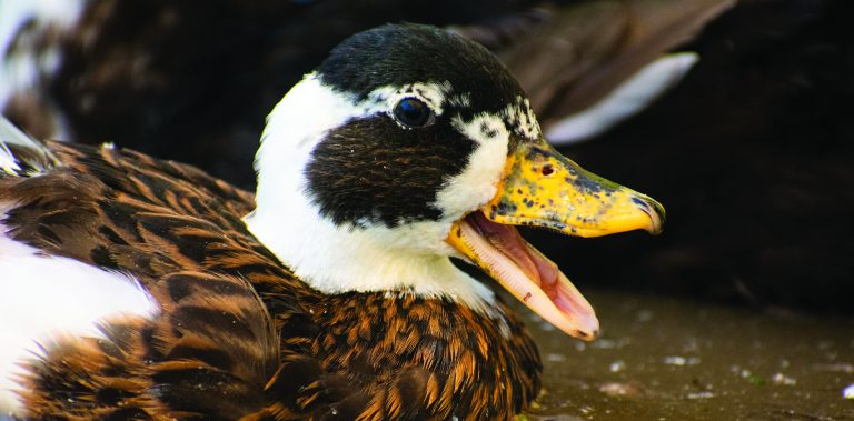 Critter Classifieds: Jan. 5, 2023