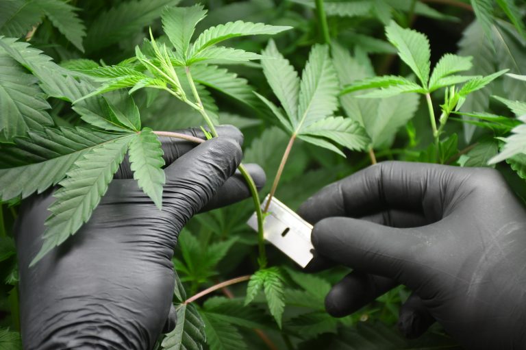 Higher propagation