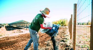 ‘The wild, wild west’