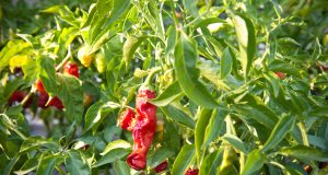 Lost in the (hot) sauce