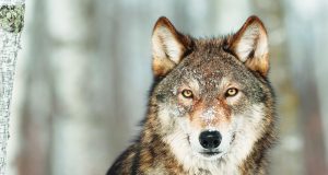 Let’s tell the truth about those big, bad wolves