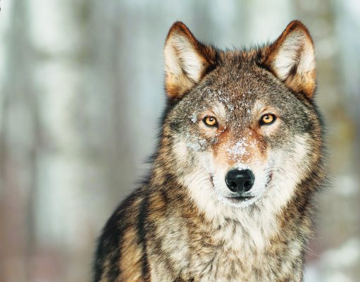 Let’s tell the truth about those big, bad wolves
