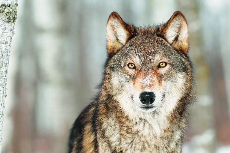 Let’s tell the truth about those big, bad wolves