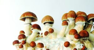 The wilderness effect