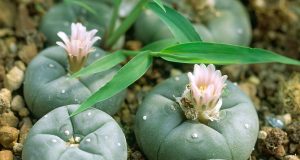 The psychedelic succulent