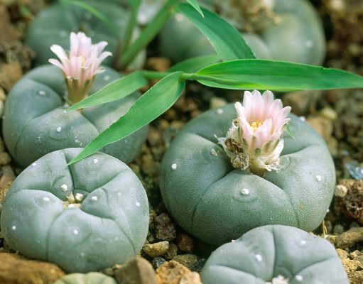 The psychedelic succulent