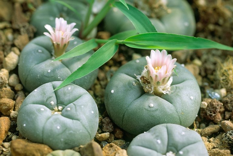 The psychedelic succulent 