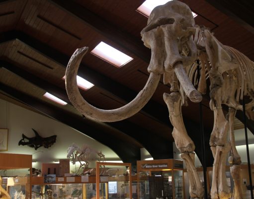 Old bones can be a small town’s movie stars