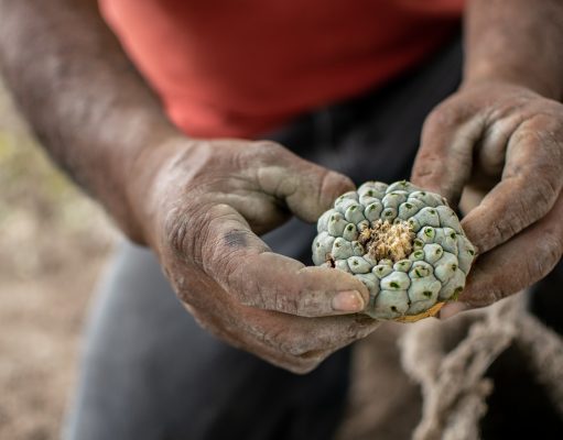 The mass co-opting of Native medicines and traditions