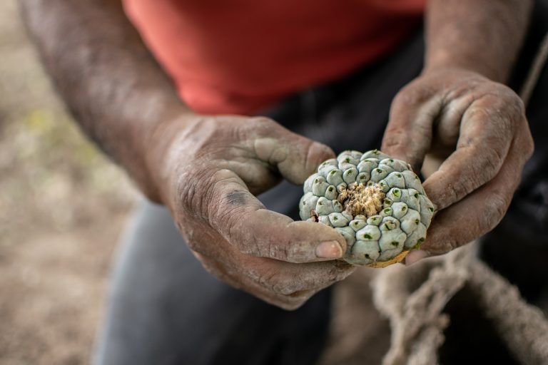 The mass co-opting of Native medicines and traditions