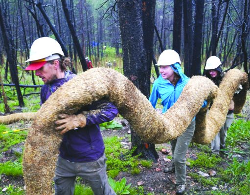 Restoring the land can feel like a lot of fun