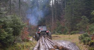 Local forests under fire