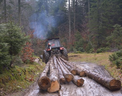 Local forests under fire