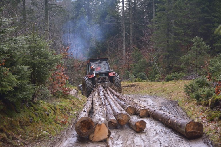 Local forests under fire