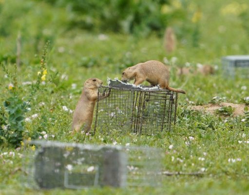 Turf war
