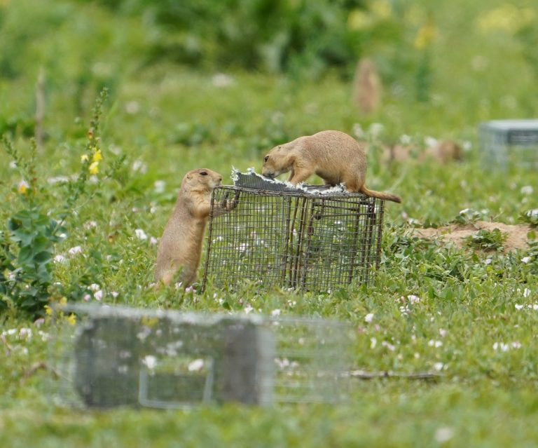 Turf war