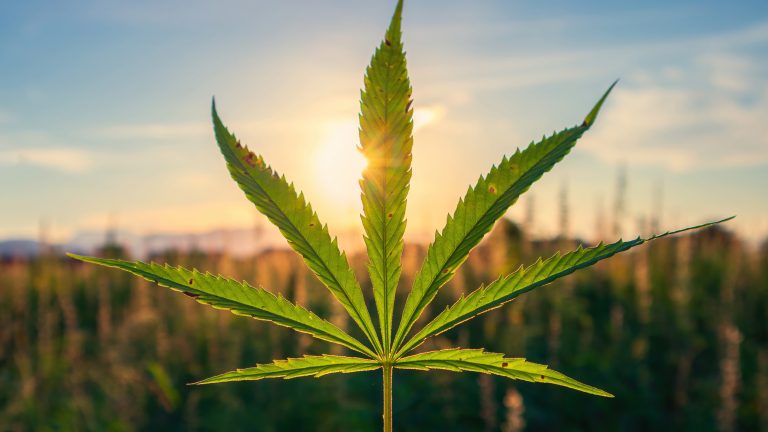 The myth of the psychedelic cannabinoid