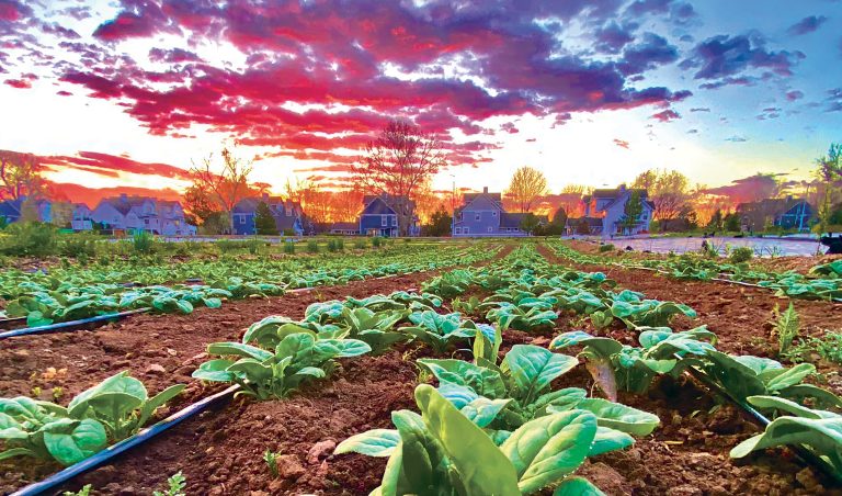 Prime produce time